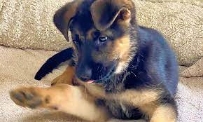 German shepherd puppies $400 (el paso, tx) pic hide this posting restore restore this posting. Want To Adopt A Pet Here Are 4 Perfect Pups To Adopt Now In Seattle