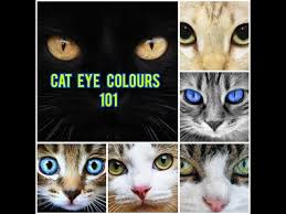 rare and common cat eye colours