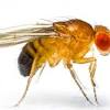 Drosophila: Fruit Fly Lab