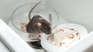 Exterminator Get Rid Of Mice