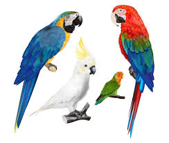 parrot images free on freepik