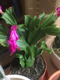 Christmas and thanksgiving cacti belong to the cactus family schlumbergera. Isn T Christmas Cactus Unhealthy The Leaves Look Shrivelled Please Help Succulents