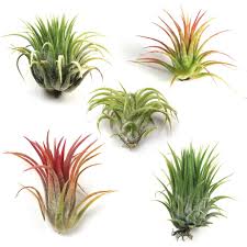 Nasa recommends two or three plants in 8 to. Types Of Air Plants Benefits And Care Tips