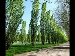 cricket bat fame tall willow trees on