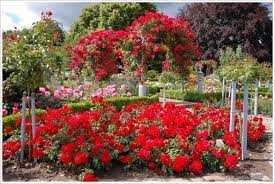 Red Rose Flower Garden Wallpaper Http