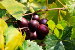 what-is-the-difference-between-grapes-and-muscadines