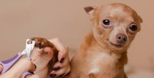 how to trim your dog s nails safely