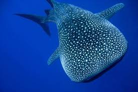 whale shark facts for kids