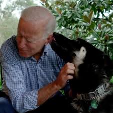 Joe's sister valerie ran all of his. Even Joe Biden S Dog Major Makes History As The First Rescue White House Rescue Dog