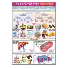 Carbohydrates Chart India Carbohydrates Chart Manufacturer