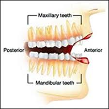 Look through examples of wisdom teeth translation in sentences, listen to pronunciation and learn grammar. Adult Teeth Professional Dental Terminology For The Dental Assistant And Hygienist Continuing Education Course Dentalcare Com