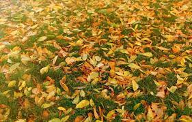 Желтая трава осенью (31 фото) - 31 фото