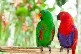 53 most colorful parrots in the world