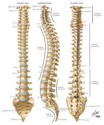 The vertebral column runs the length of the back and creates a central area of recession. 05 4 Overall Spine Spinal Cord Anatomy Human Spine Spinal Surgery