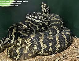 jungle carpet python morelia spilota