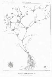 File:Icones selectae plantarum - tab. 30. Ranunculus lateriflorus DC ...