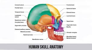 Questions and answers about folic acid, neural tube defects, folate, food fortification, and blood folate concentration. Human Anatomy Osteology Skull Quiz Quiz Accurate Personality Test Trivia Ultimate Game Questions Answers Quizzcreator Com