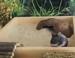 Do Hamsters Need Sand Baths