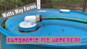 diy automatic pig waterer less than
