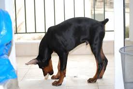 Growth Chart Of Puppy Weight And Height Doberman Forum