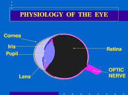 ppt physiology of the eye powerpoint
