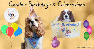 cavalier birthday and celebrations