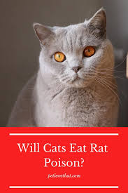 Cats have not changed much since they were domesticated, especially regarding are strawberries safe for cats? Apparently Cats Will Eat Rat Poison However Not Deliberately Or Intentionally It Is Simply Because Most Rat Poisons Are Presented In T Rat Poison Cats Rats