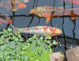 10 diy koi pond filters you can build