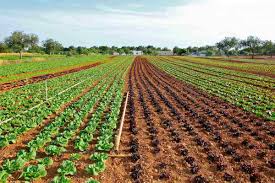 How to Start Organic Farming in Brazil: Business Plan, Key Rules, Cost,  Schemes, Loans, and Certification