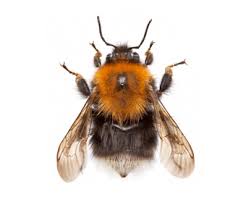 How To Identify The Tree Bumblebee Opal
