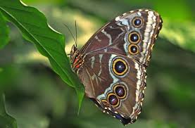 Juni wurde im botanischen garten die ausstellung „vom vielfraß zum leichtgewicht eröffnet. Exotische Juwelen Tropische Schmetterlinge Linz Termine