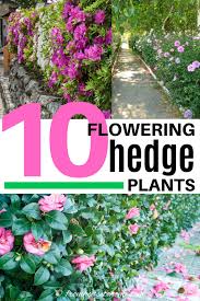 Flowering Hedge Plants 10 Of The Best