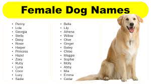 female dog names in english unique