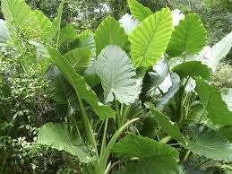 Depending on the climate in your region, you can successfully grow elephant ear plant indoors or outdoors. Alocasia Macrorrhiza Giant Taro