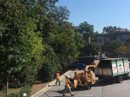 Also, after walking around pointing to different trees and. Tree Removal Service Lawrenceville Ga M G Tree Service Suwanne Ga