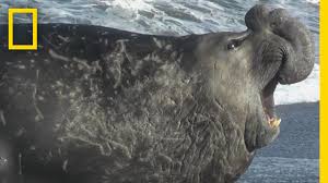 Image result for Elephant seal