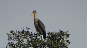 Image result for lesser adjutant stork nest