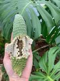 what-happens-if-you-eat-monstera-deliciosa