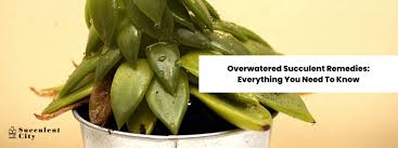 overwatered succulent remes signs