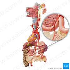 large intestine anatomy blood supply