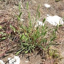 Phleum arenarium (sand Timothy): Go Botany