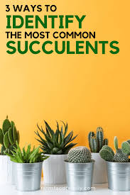 Giving a succulent plant a scientific name, in other words correctly identifying a succulent plant, is far from simple. Succulent Identification 3 Ways To Identify Succulent Plants With Pictures Succulents Types Of Succulents Identifying Succulents