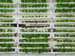 Learn About Vertical Farming At Home