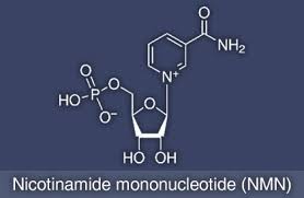 Hasil gambar untuk Nicotinamide mononucleotide powder
