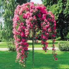 How To Care For Standard Tree Roses