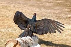 why-do-vultures-pee-on-their-legs