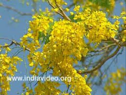 Download this premium vector about kanikkonna, and discover more than 12 million professional graphic resources on freepik. Kanikonna Casia Fistula Golden Shower Tree Vishu Official Flower Kerala India Youtube