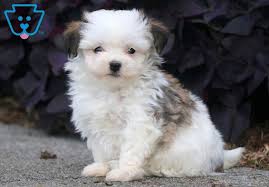 beauty havanese puppy