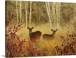 foggy deer wall art canvas prints