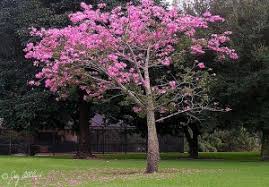 I found out that its is called silk floss tree. Silk Floss Trees Cotton Trees Kapok Tree Spain